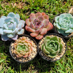 フィオナ 多肉植物 エケベリア その他インテリア雑貨 多肉のたかだ