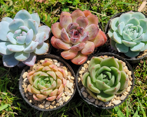 GWセット♡ 超格安！ 1苗あたり720円！ 多肉植物 エケベリア