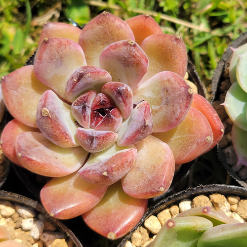 GWセット♡ 超格安！ 1苗あたり720円！ 多肉植物 エケベリア その他