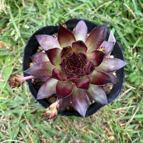 多肉植物 ブロンコ 抜き苗 センペルビウム 多肉植物 galleryk's