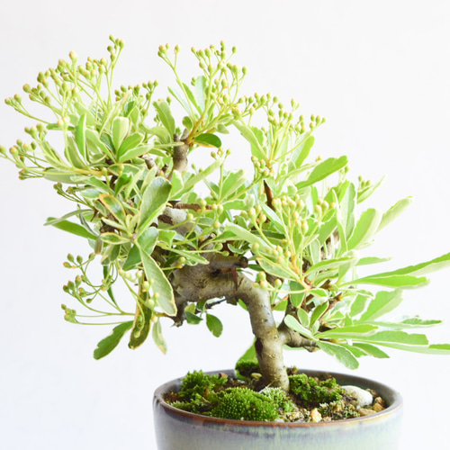 5月開花、秋に実】斑入りピラカンサス(赤実) No.258 盆栽 盆栽やす