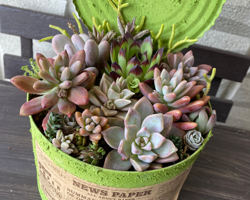 リメ缶　リメイク缶　☘️3個セット　革タグ付き　多肉植物 リメ缶リメイク缶☘️3個セット革タグ付き多肉植物