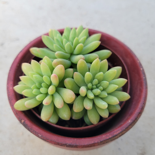 多肉植物❤ピンクベリー❤抜き苗 その他インテリア雑貨 ✰Pan✰ 通販 