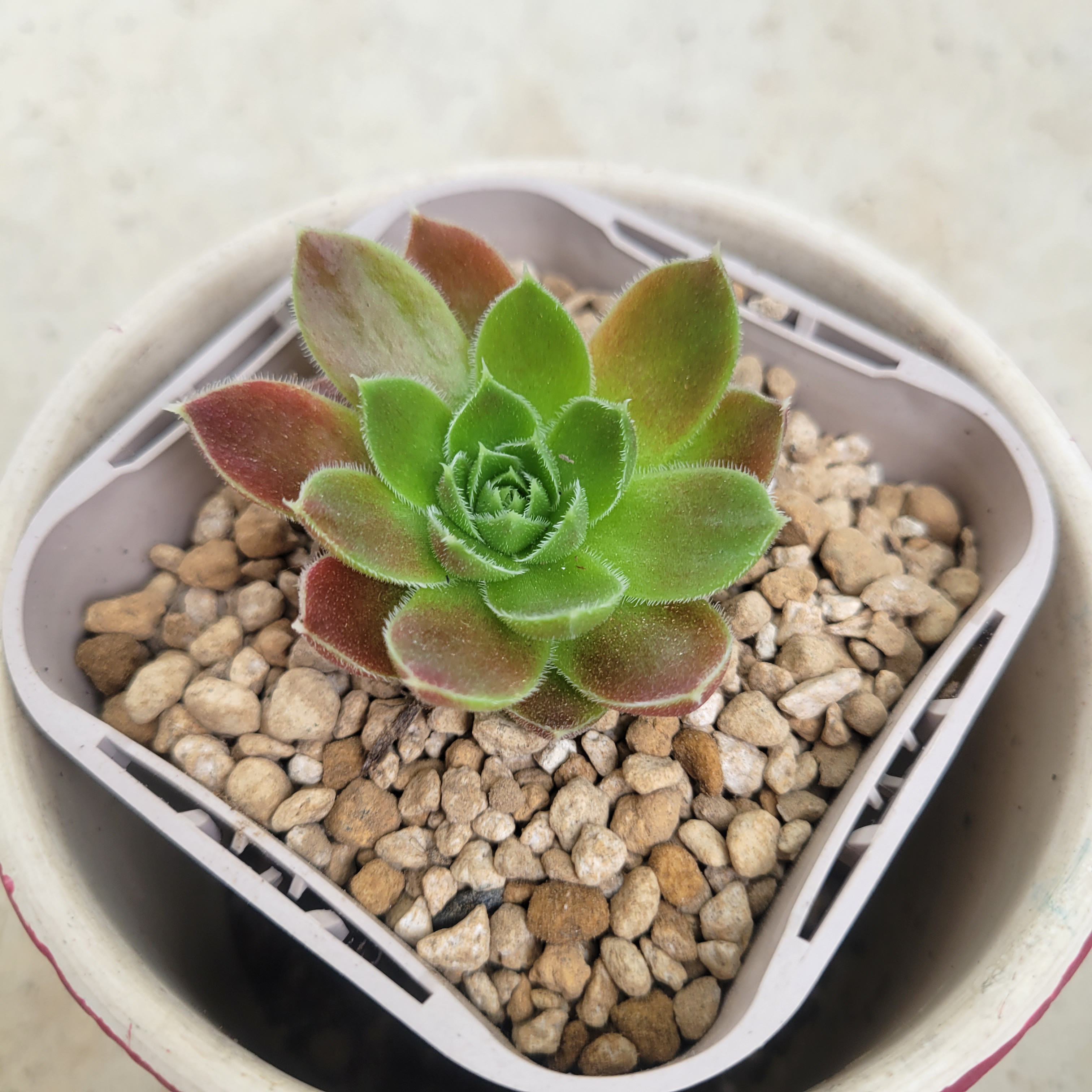 多肉植物❤レア❤センペルビウム❤トロトン❤抜き苗 その他インテリア 