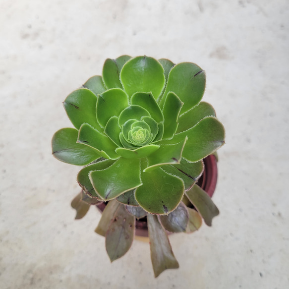 多肉植物アエオニウム錦❤️グリーンファイアー錦碧火❤️ ❤️状態図