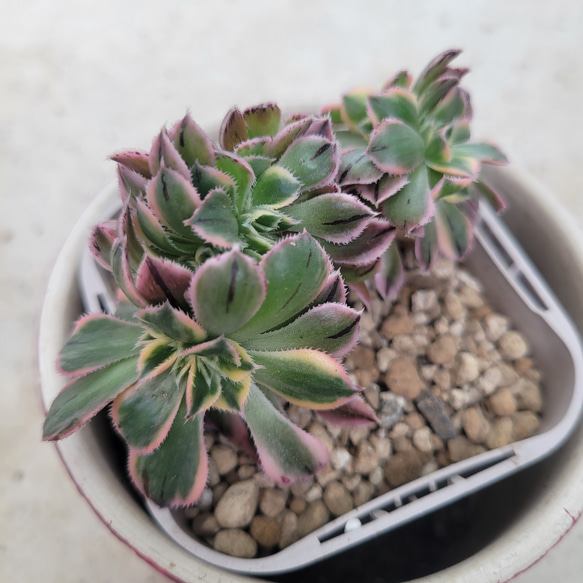 多肉植物❤アエオニウム❤サンバースト綴化❤抜き苗 その他インテリア 