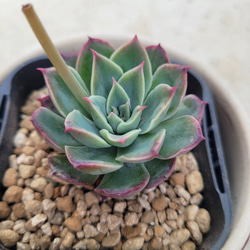 多肉植物❤レア❤ハッピー❤抜き苗 多肉植物❤レア❤ハッピー❤抜き苗