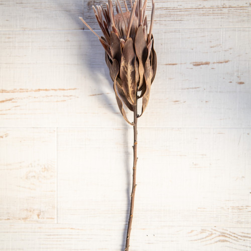 プロテア カーニバルのドライフラワー ドライフラワー ドライフラワー