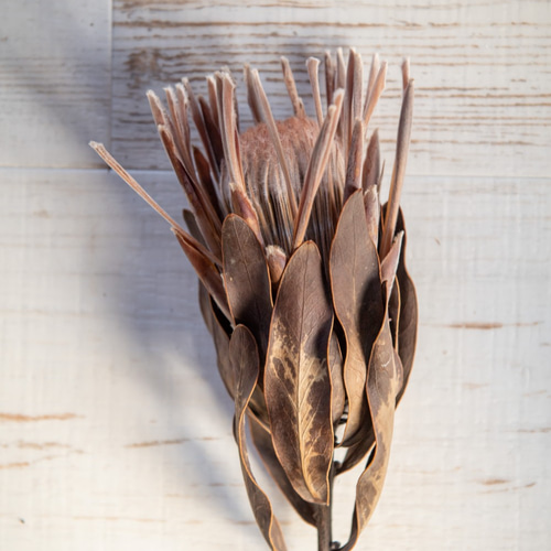 プロテア カーニバルのドライフラワー ドライフラワー ドライフラワー