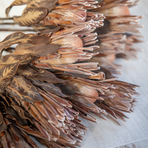 プロテア カーニバルのドライフラワー ドライフラワー ドライフラワー