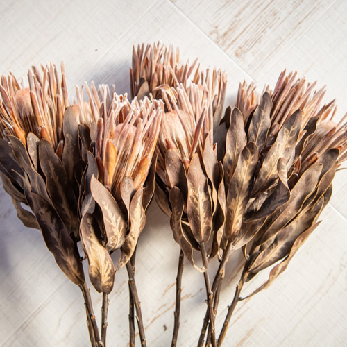 プロテア カーニバルのドライフラワー ドライフラワー ドライフラワー