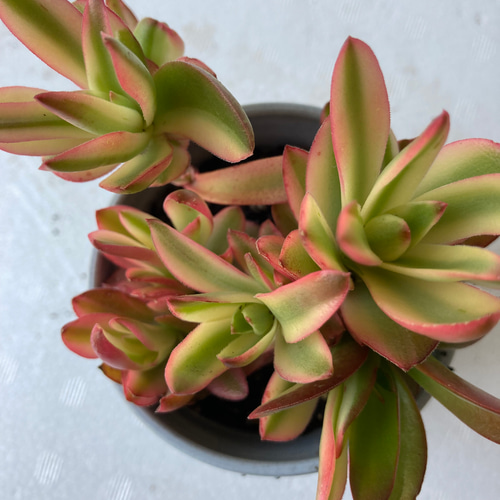 火祭りの光 多肉植物 クラッスラ属 多肉植物 spark garden いやしの園