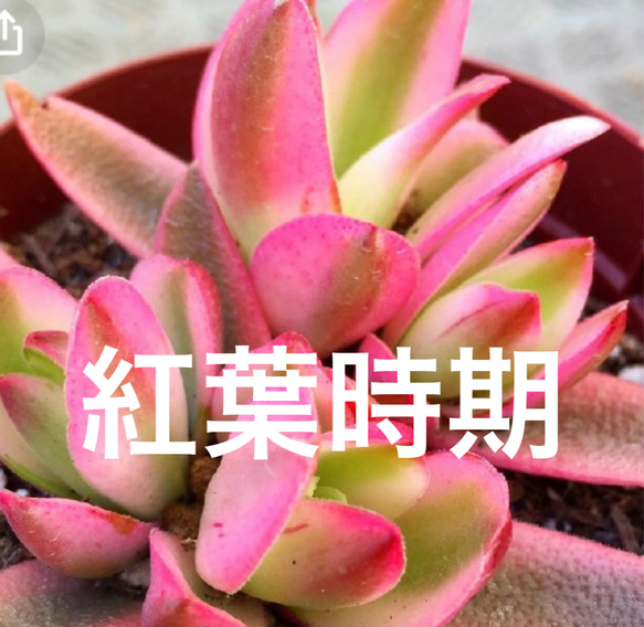 火祭りの光 多肉植物 クラッスラ属 多肉植物 spark garden いやしの園