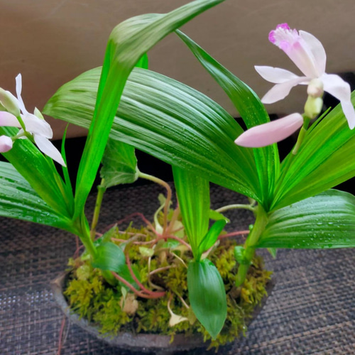 楽天市場】母の日 苔玉 つりこけだま モスボール 3セット