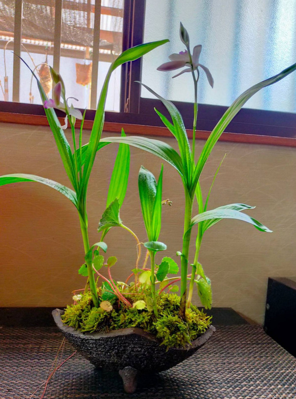 盆栽鉢　植木鉢　蘭鉢　陶芸　園芸　盆栽 白木盆栽園 中国鉢 唐物 盆栽鉢 横15センチ 鉢和鉢盆栽趣味陶器