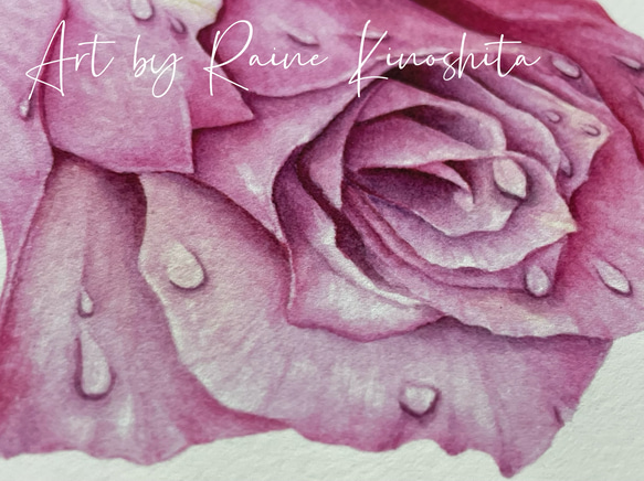 （母の日セール・SALE）バラ・ピンクロス　（Rainy Blooms: Pink Rose) 3枚目の画像