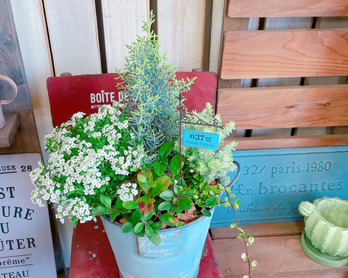 現品SALE♡水色系ブリキ鉢【サルフレア寄せ植え】可愛いガーデニング