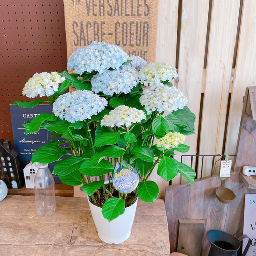 【新品未使用/箱あり】kimie ハンドメイド皿 2枚セット 20cm 新品未使用/箱あり】kimie ハンドメイド皿 2枚セット 20cm