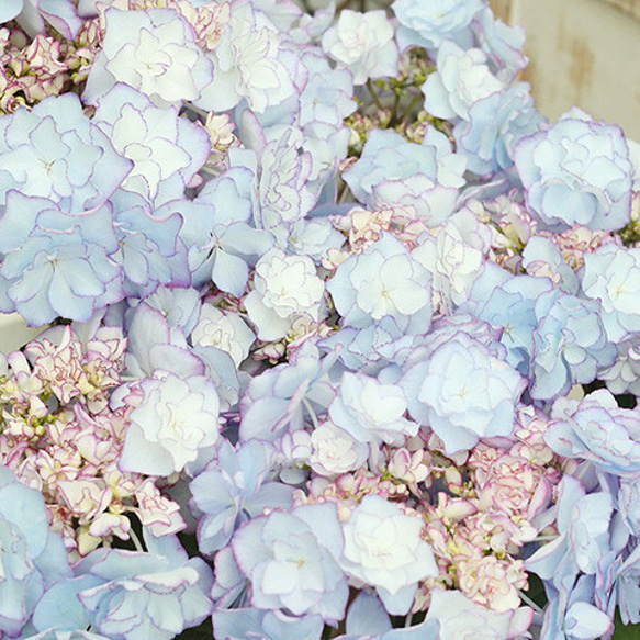 花＊花ページ 71ln1oomheL._UF350,350_QL80_.jpg