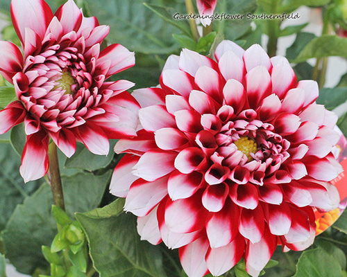 ミクリン ダリア ラベラ グランデ 6号 4鉢 マキシ 4号 4鉢 8