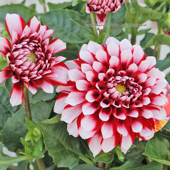 レア柄　103×163 ORIENTAL ヴィンテージトルコラグ 草花　薔薇 レア柄 103×163 ORIENTAL ヴィンテージトルコラグ 草花 薔薇