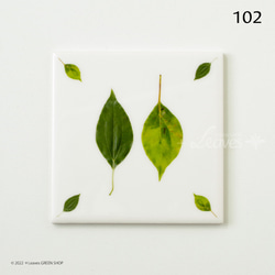 102 葉っぱタイル・クスノキ （屋内壁用100角・1枚・半磁器プリントデザインタイル） 2枚目の画像