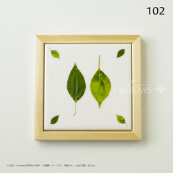 102 葉っぱタイル・クスノキ （屋内壁用100角・1枚・半磁器プリントデザインタイル） 5枚目の画像