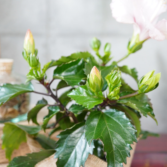 トロピカルな南国植物！ハイビスカス・ピンク◆観葉植物　ギフト　母の日 6枚目の画像