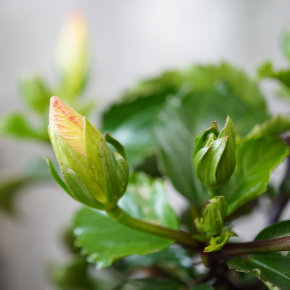 トロピカルな南国植物！ハイビスカス・ピンク◆観葉植物　ギフト　母の日 7枚目の画像