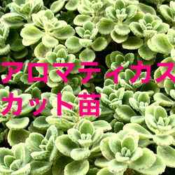 多肉植物 赤葉日高ミセバヤ その他素材 spark garden いやしの園 通販