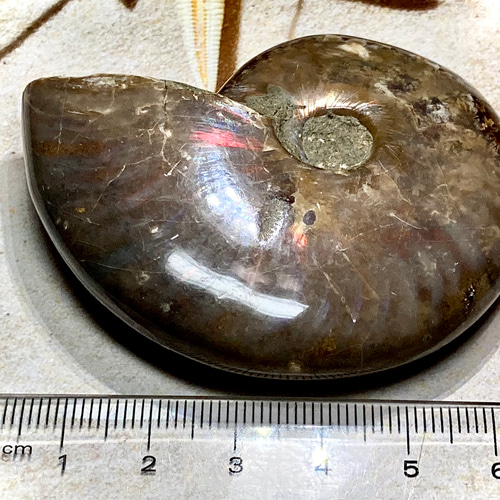 希少】特大 オパール アンモナイト 化石 その他置物 東洋占星術師の娘