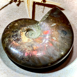 希少】特大 オパール アンモナイト 化石 その他置物 東洋占星術師の娘