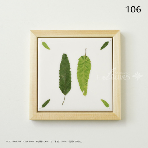 106 葉っぱタイル・クヌギ （屋内壁用100角・1枚・プリントデザインタイル） 5枚目の画像