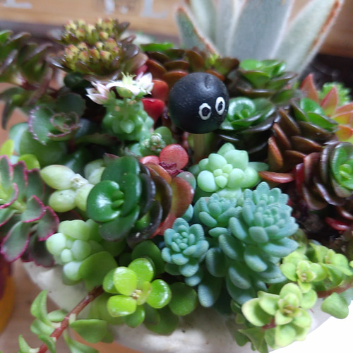 ❤多肉植物寄せ植え❤そのまま飾れます❤ 多肉植物 ちいこ 通販 ❤多肉植物寄せ植え❤そのまま飾れます❤ 多肉植物 ちいこ 通販