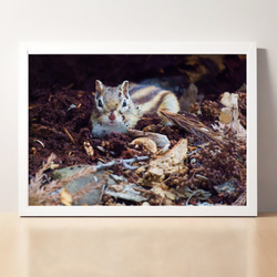 A4、A3可能】秋のエゾシマリス・北海道動物写真 写真・グラフィック 森