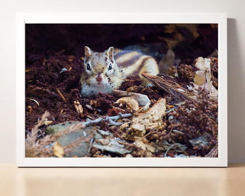 A4、A3可能】秋のエゾシマリス・北海道動物写真 写真・グラフィック 森