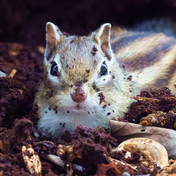 【A4可能】秋のエゾシマリス・アートポスター 北海道動物写真 2枚目の画像