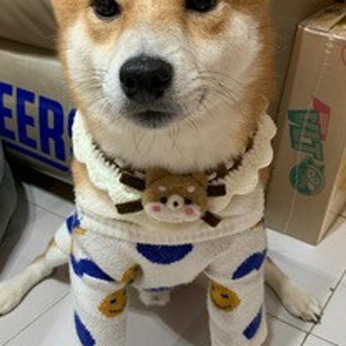 2種 猫&犬&用襟型ペット 羊毛フェルト可愛い首輪☆新作WEEK2023 リード