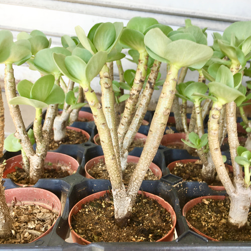 幹太め！ モロコエンシス モロキニエンシス 2.5号 その他インテリア