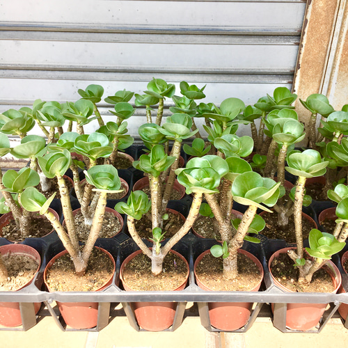 幹太め！ モロコエンシス モロキニエンシス 2.5号 その他インテリア