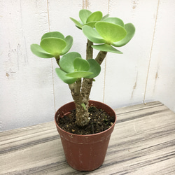 幹太め！ モロコエンシス モロキニエンシス 2.5号 その他インテリア