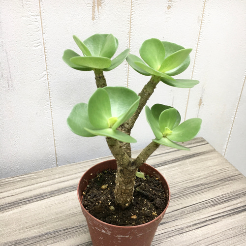 幹太め！ モロコエンシス モロキニエンシス 2.5号 その他インテリア