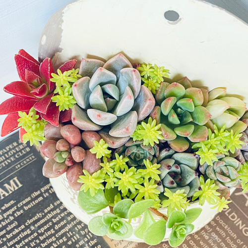 ♥多肉植物♥そのまま飾れる寄せ植え♥3点セット♥ 多肉植物 ♡そのまま飾れる寄せ植え♡3点セット♬.*゜