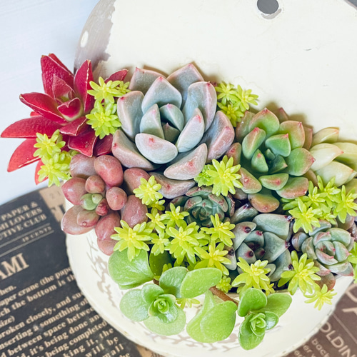 多肉植物 ♡そのまま飾れる寄せ植え♡4点セット♬*° ❀多肉植物寄せ植え❀ そのまま飾れる♫ - メルカリ