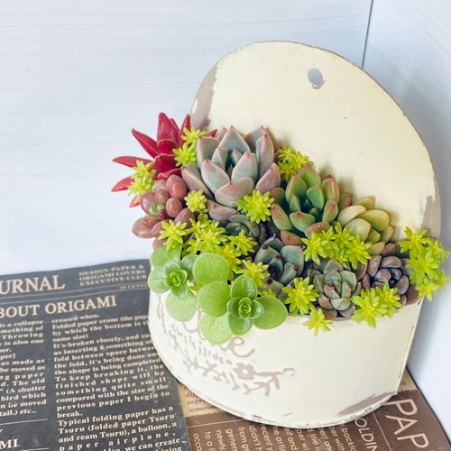 ♥多肉植物♥そのまま飾れる寄せ植え♥3点セット♥ 多肉植物 そのまま飾れる♡寄せ植え♡3点セット - メルカリ