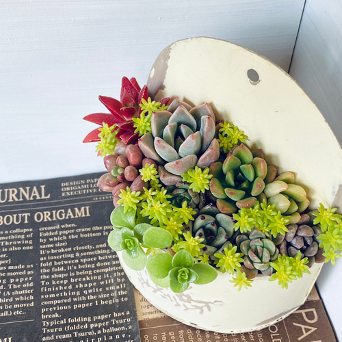 ❤️多肉植物❤️そのまま飾れる寄せ植え❤️３点セット❤️ e4f9859e85db455f553a6daef921fe