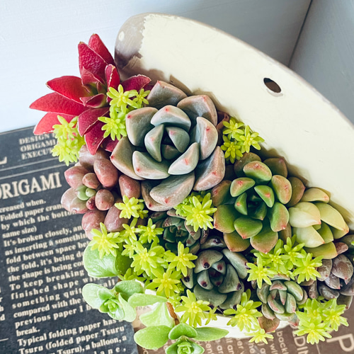 ❤️専用❤️多肉植物❤️そのまま飾れる寄せ植え❤️４点❤️ そのまま飾れる】多肉植物 寄せ植え ..＊ 6 ＊.. 多肉植物 Dia