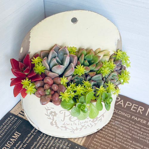 ★多肉植物　寄せ植え〜ブリキピック寄せ　白　〜そのまま飾れます(*≧∀≦*)★ 多肉植物寄せ植え（ホワイトブリキ缶） アートフラワー Laurel