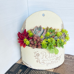 そのまま飾れる】多肉植物 寄せ植え ..＊ 6 ＊.. 多肉植物 Dia