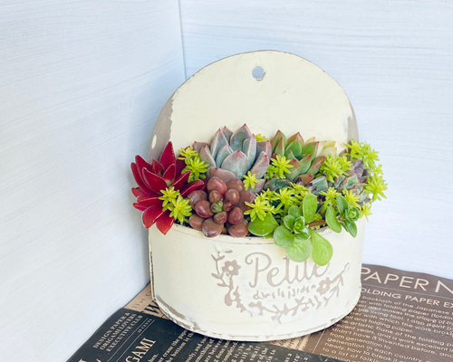 多肉植物 ♡そのまま飾れる寄せ植え♡4点セット♬*° そのまま飾れる】多肉植物 寄せ植え ..＊ 6 ＊.. 多肉植物 Dia